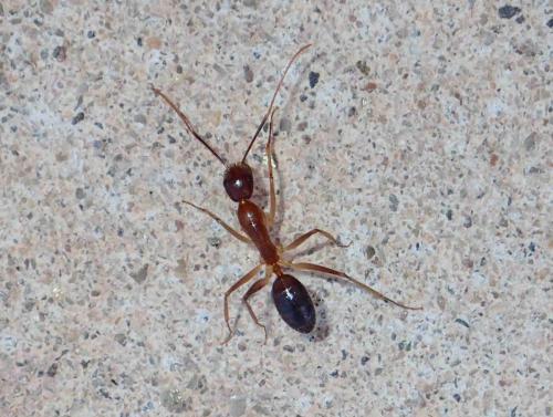 Réf. 221 993 : Camponotus sp.
